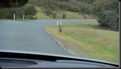 Volvo Cars begins first ever Australian tests for unique kangaroo safety research technology GAYCARBOYS (3) Volvo Cars begins first ever Australian tests for unique kangaroo safety research technology GAYCARBOYS (3)