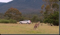 Volvo Cars begins first ever Australian tests for unique kangaroo safety research technology GAYCARBOYS (4) Volvo Cars begins first ever Australian tests for unique kangaroo safety research technology GAYCARBOYS (4)