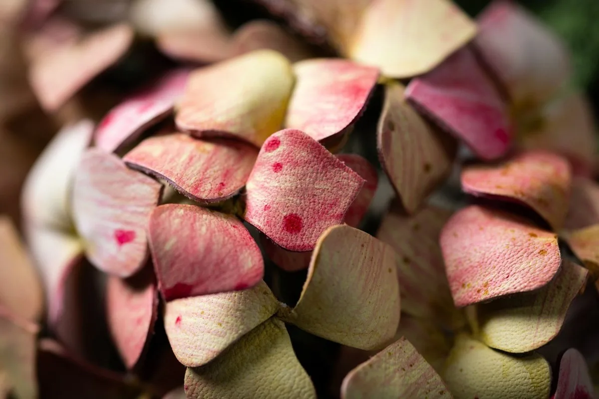 Macro close-up of Rolls-Royce Bespoke pink and cream hydrangea-inspired embroidery detail.