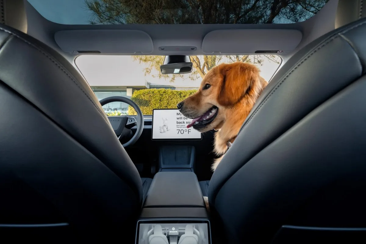Dog looking out from the front of a Tesla Model 3 cabin, seen from the back seat
